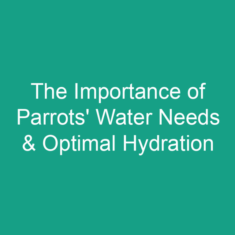 The Importance of Parrots’ Water Needs & Optimal Hydration
