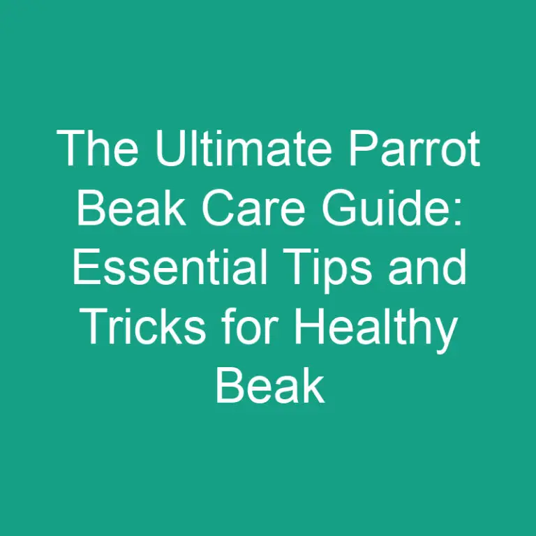 The Ultimate Parrot Beak Care Guide: Essential Tips and Tricks for Healthy Beak Maintenance