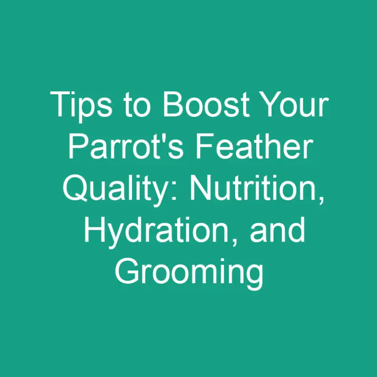 Tips to Boost Your Parrot’s Feather Quality: Nutrition, Hydration, and Grooming