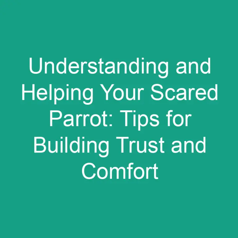 Understanding and Helping Your Scared Parrot: Tips for Building Trust and Comfort