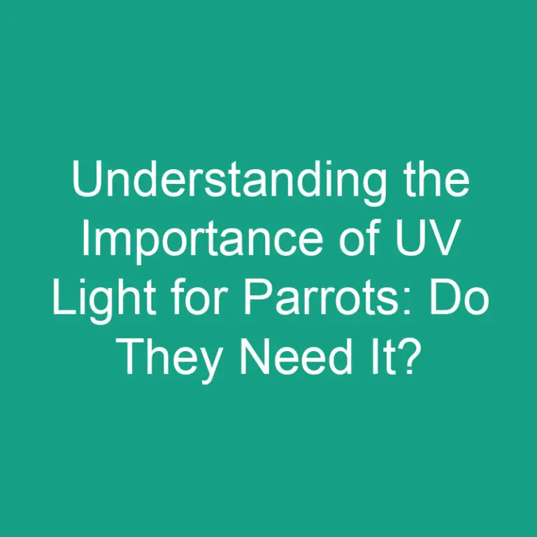 Understanding the Importance of UV Light for Parrots: Do They Need It?