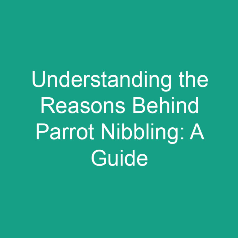 Understanding the Reasons Behind Parrot Nibbling: A Guide
