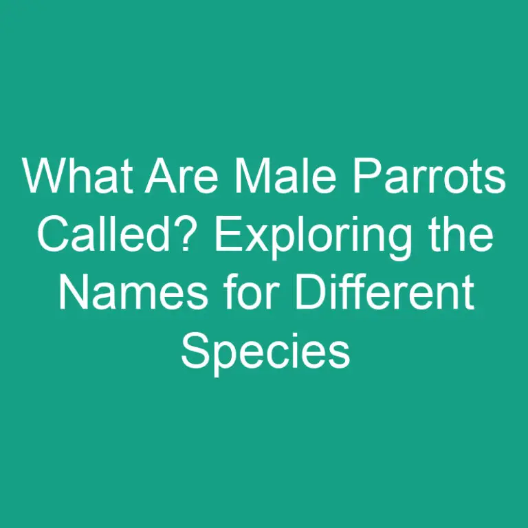 What Are Male Parrots Called? Exploring the Names for Different Species