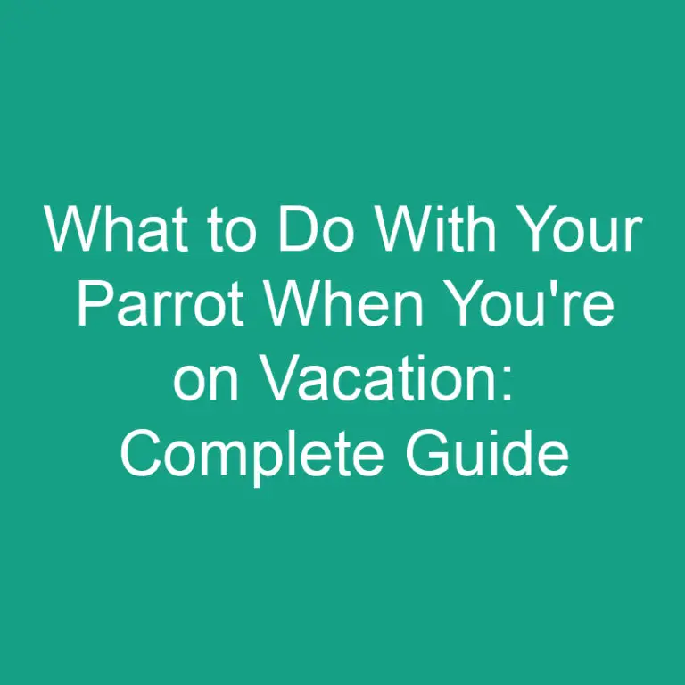What to Do With Your Parrot When You’re on Vacation: Complete Guide