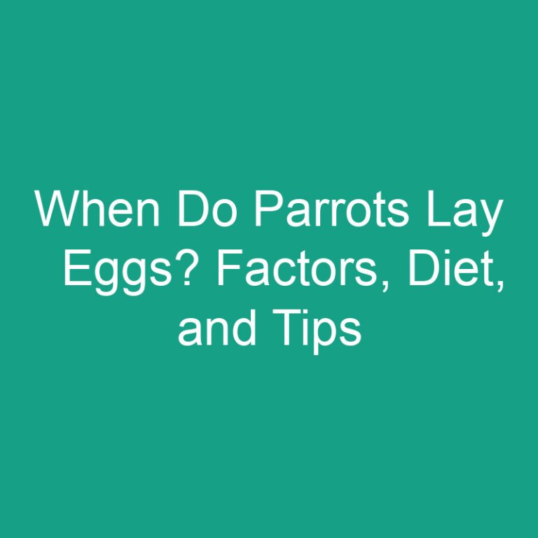 When Do Parrots Lay Eggs? Factors, Diet, and Tips