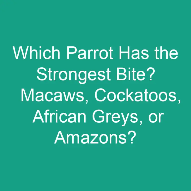 Which Parrot Has the Strongest Bite? Macaws, Cockatoos, African Greys, or Amazons?