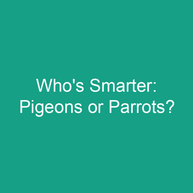 Who’s Smarter: Pigeons or Parrots?