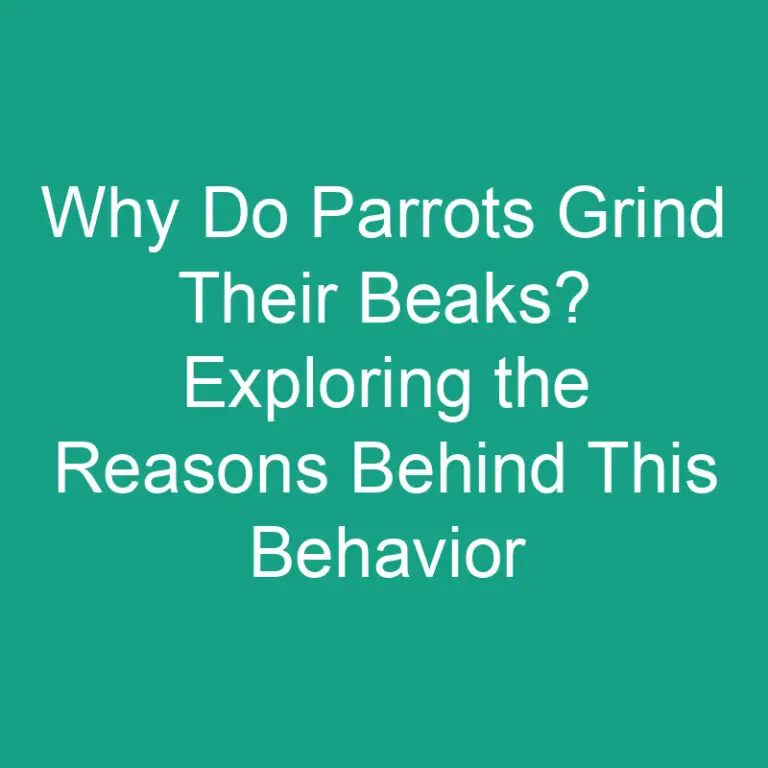 Why Do Parrots Grind Their Beaks? Exploring the Reasons Behind This Behavior