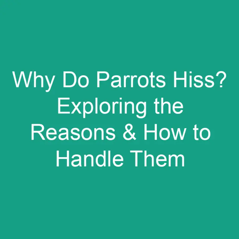 Why Do Parrots Hiss? Exploring the Reasons & How to Handle Them