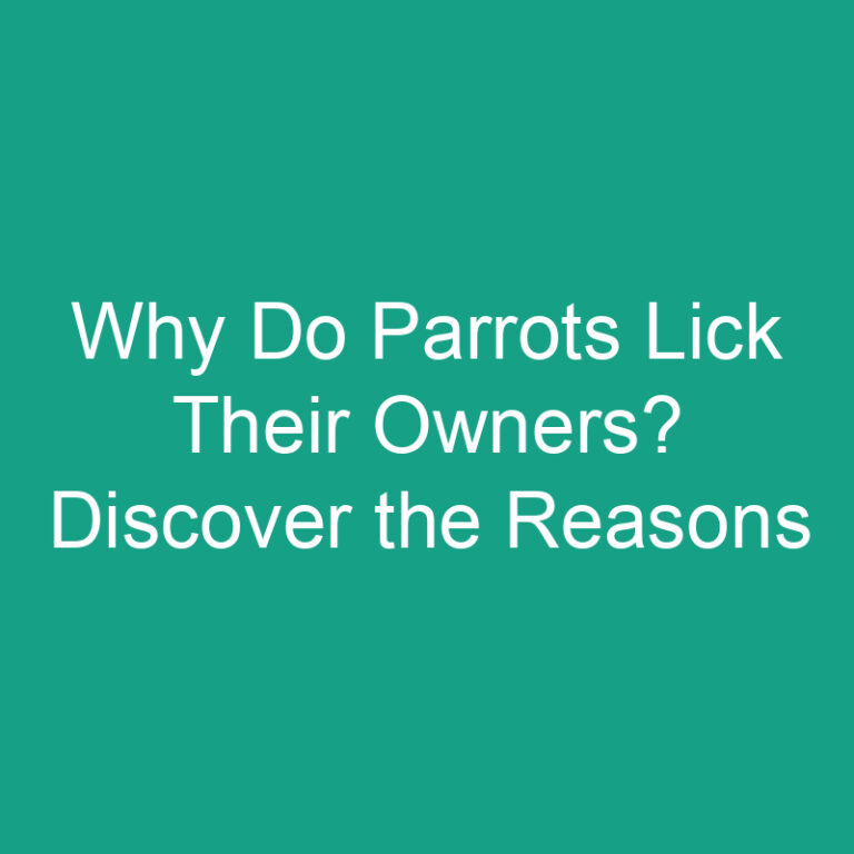 Why Do Parrots Lick Their Owners? Discover the Reasons