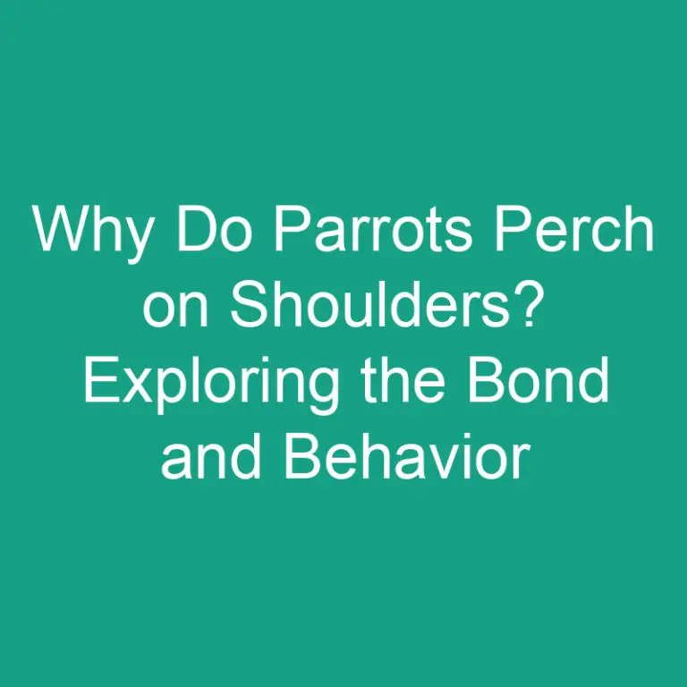 Why Do Parrots Perch on Shoulders? Exploring the Bond and Behavior