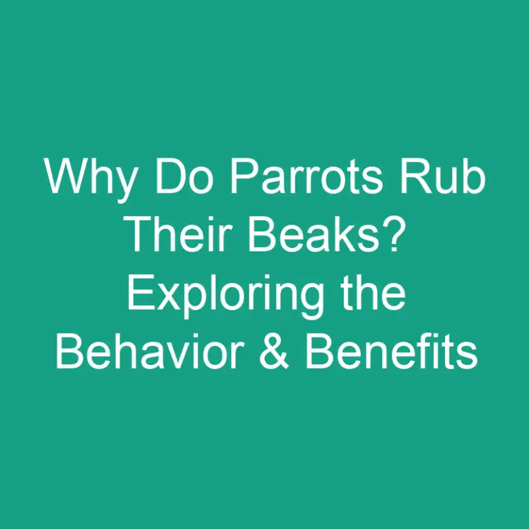 Why Do Parrots Rub Their Beaks? Exploring the Behavior & Benefits