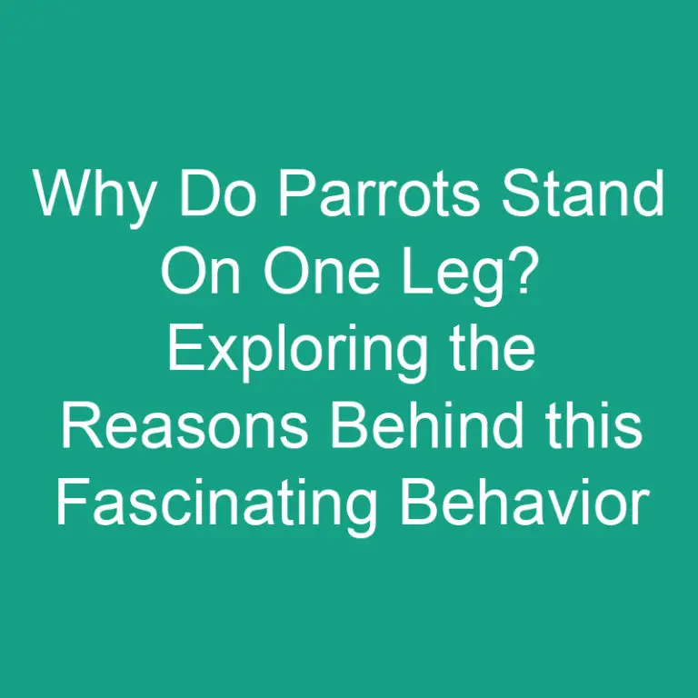 Why Do Parrots Stand On One Leg? Exploring the Reasons Behind this Fascinating Behavior