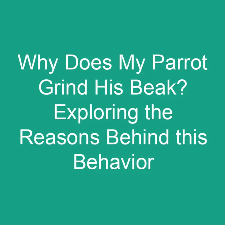 Why Does My Parrot Grind His Beak? Exploring the Reasons Behind this Behavior
