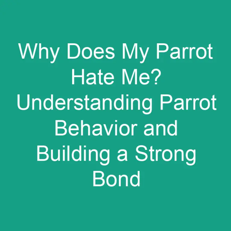 Why Does My Parrot Hate Me? Understanding Parrot Behavior and Building a Strong Bond