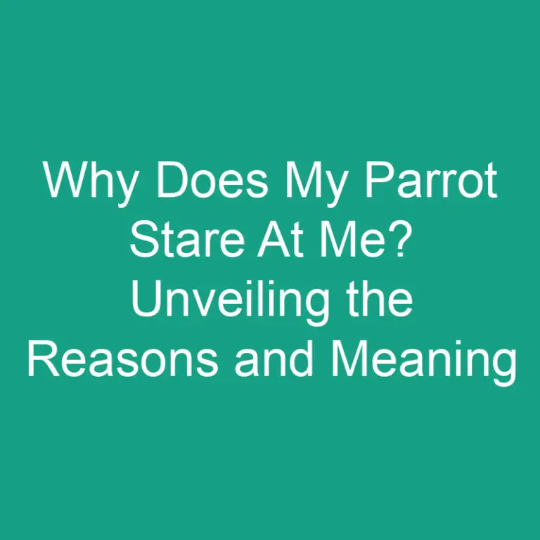 Why Does My Parrot Stare At Me? Unveiling the Reasons and Meaning