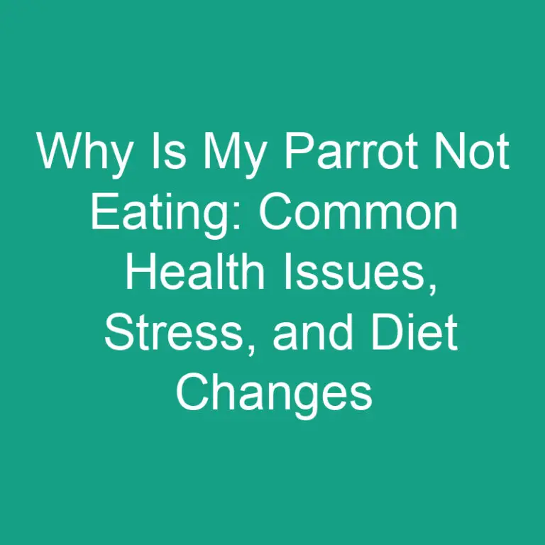Why Is My Parrot Not Eating: Common Health Issues, Stress, and Diet Changes