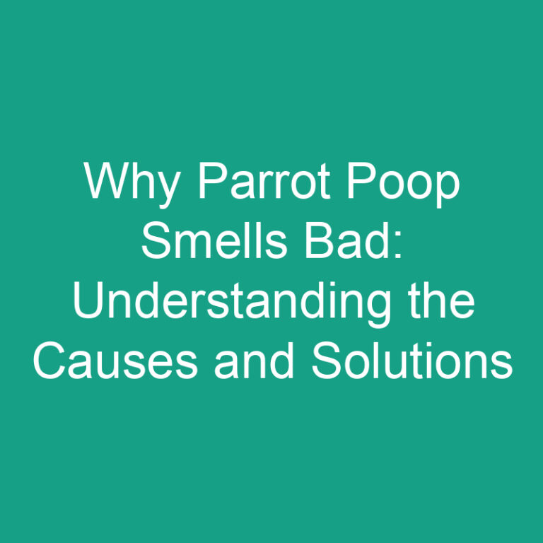Why Parrot Poop Smells Bad: Causes and Solutions