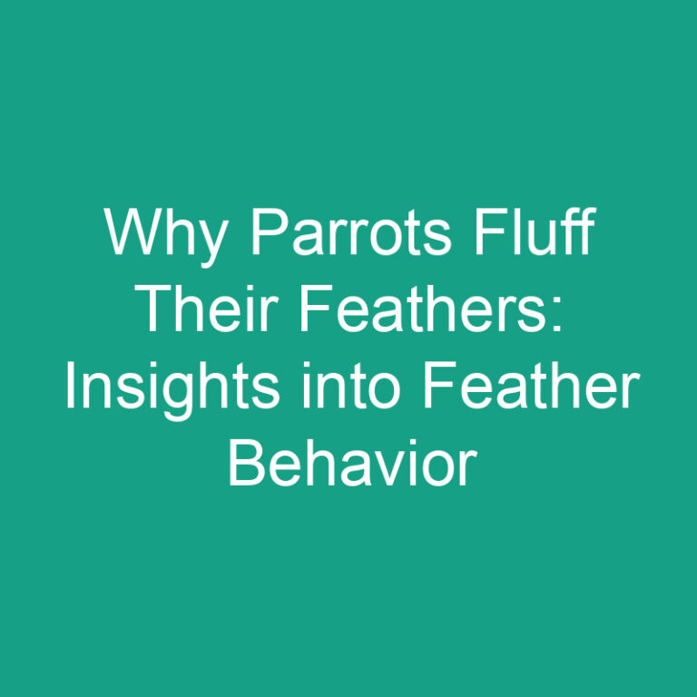 Why Parrots Fluff Their Feathers: Insights into Feather Behavior