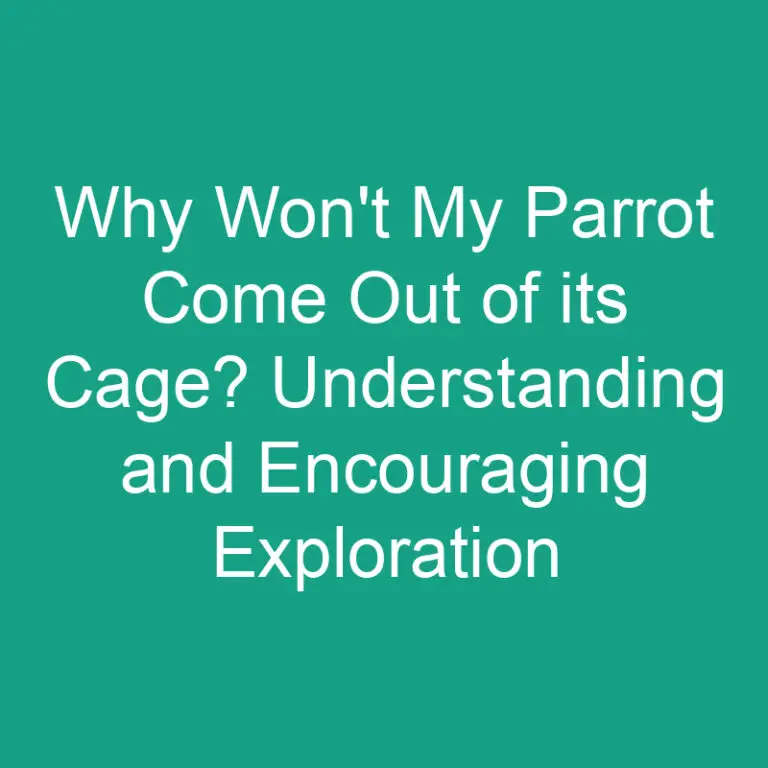 Why Won’t My Parrot Come Out of its Cage? Understanding and Encouraging Exploration